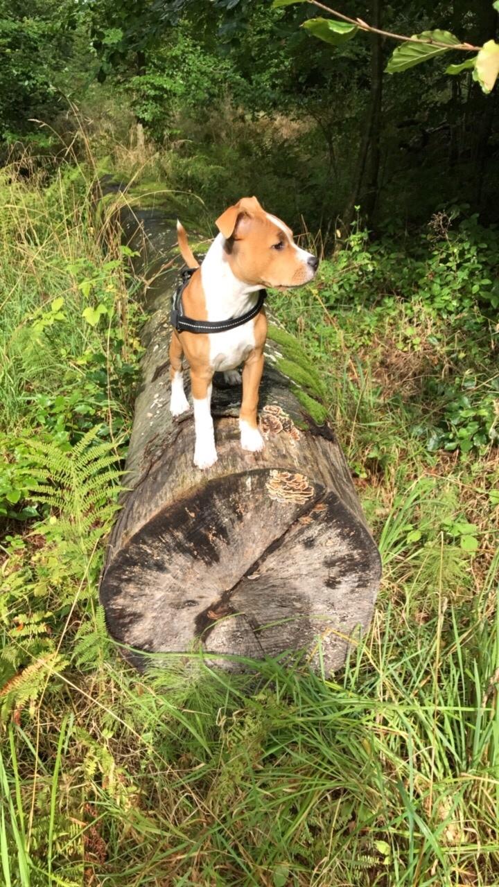 Staffordshire bull terrier Afraid by my strenght / Land of staff FCI (Eddie) billede 30