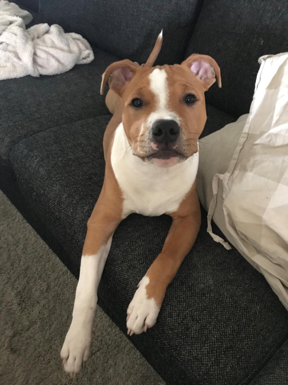 Staffordshire bull terrier Afraid by my strenght / Land of staff FCI (Eddie) billede 36