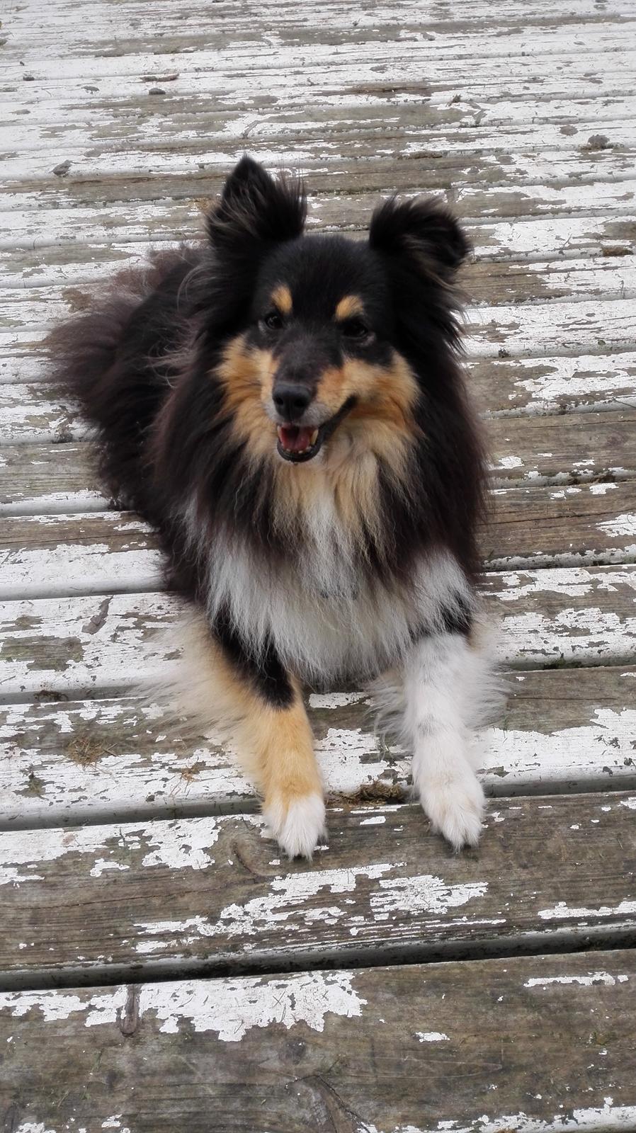 Shetland sheepdog Macons Annabell {himmelhund}  billede 1