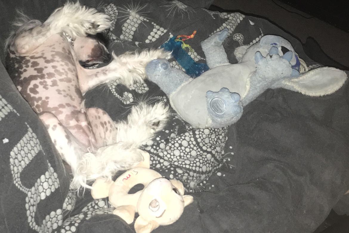 Chinese crested hårløs Jax billede 4