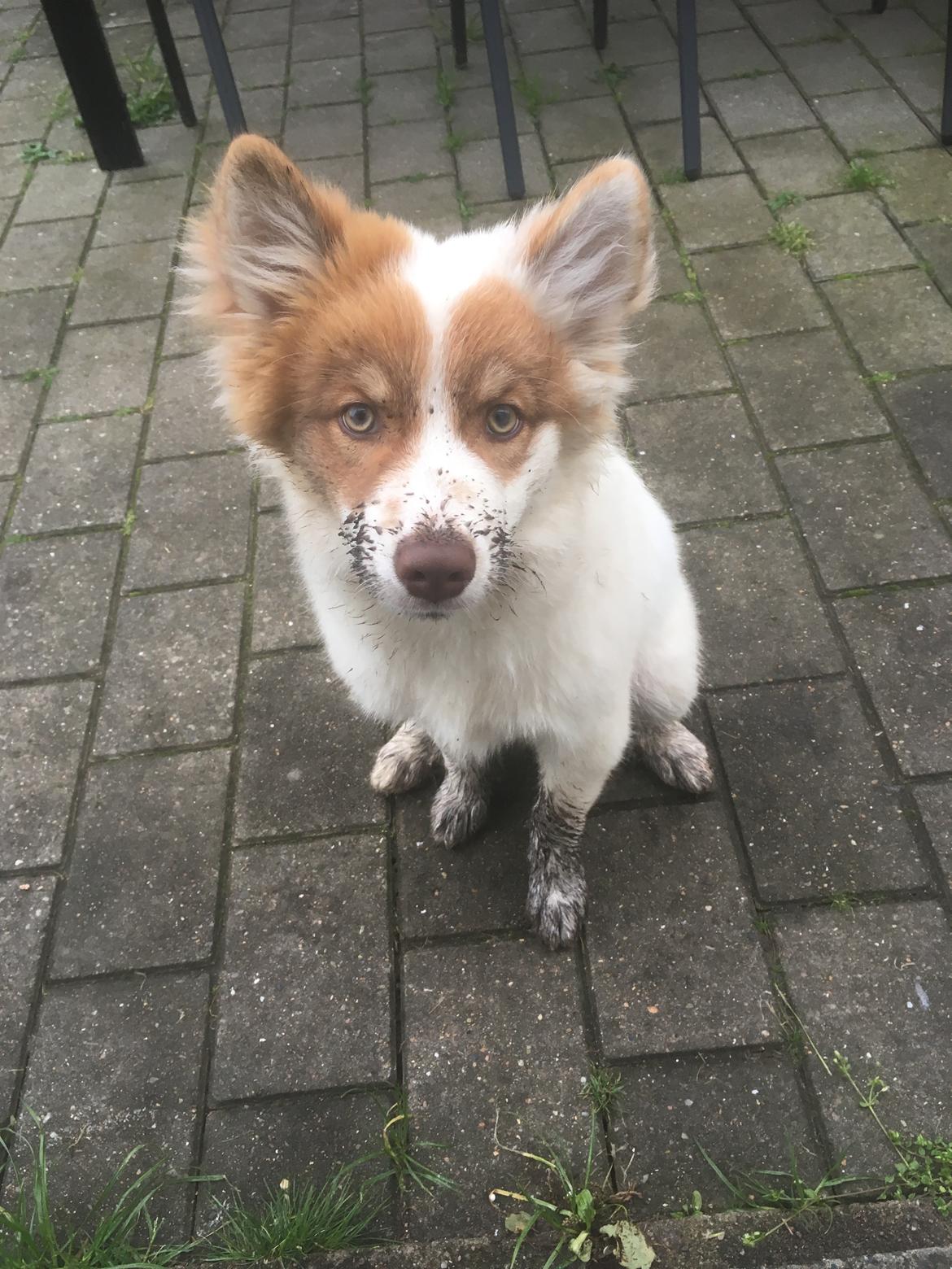 Islandsk fårehund Harley billede 8