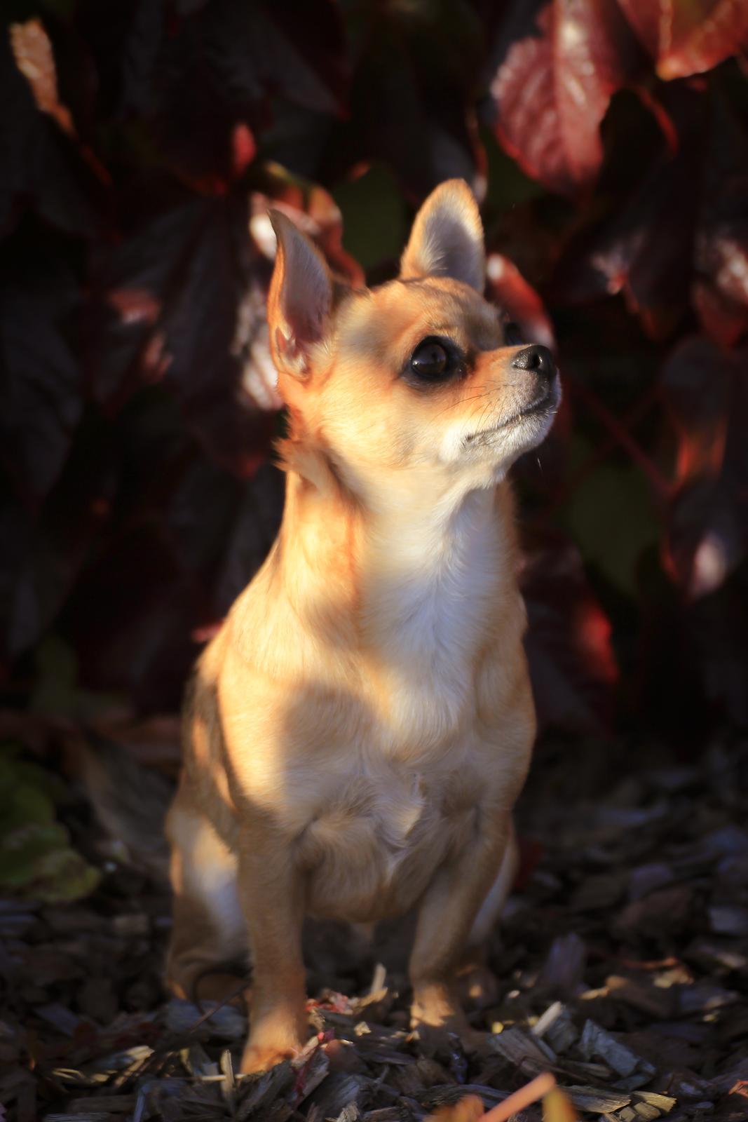 Chihuahua Mia billede 41