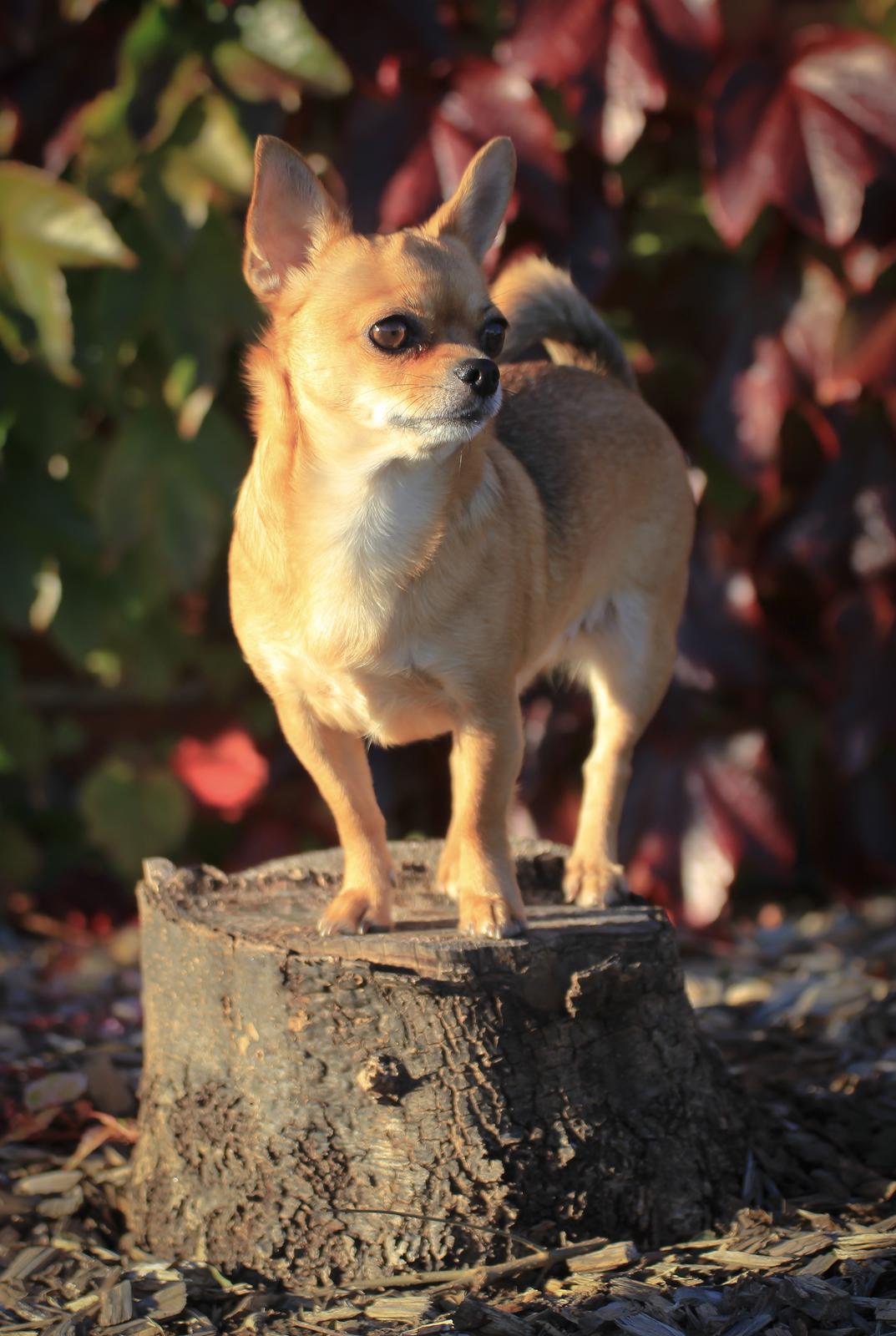 Chihuahua Mia billede 40