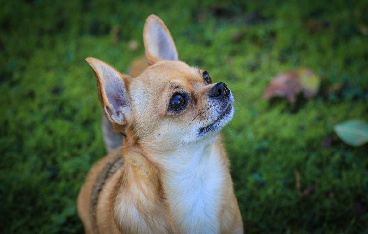 Chihuahua Mia billede 39