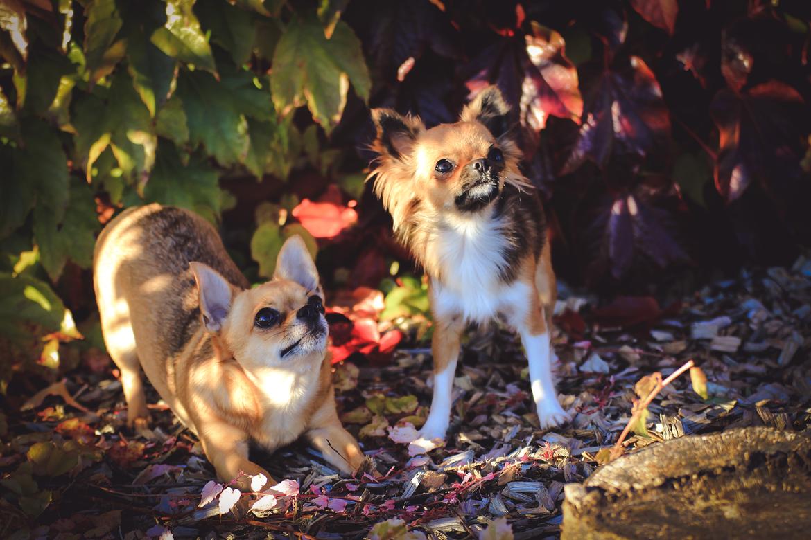 Chihuahua Mia billede 42