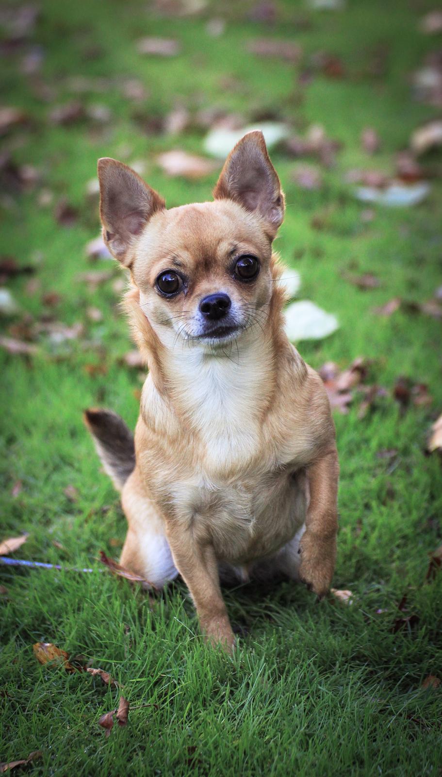 Chihuahua Mia billede 1