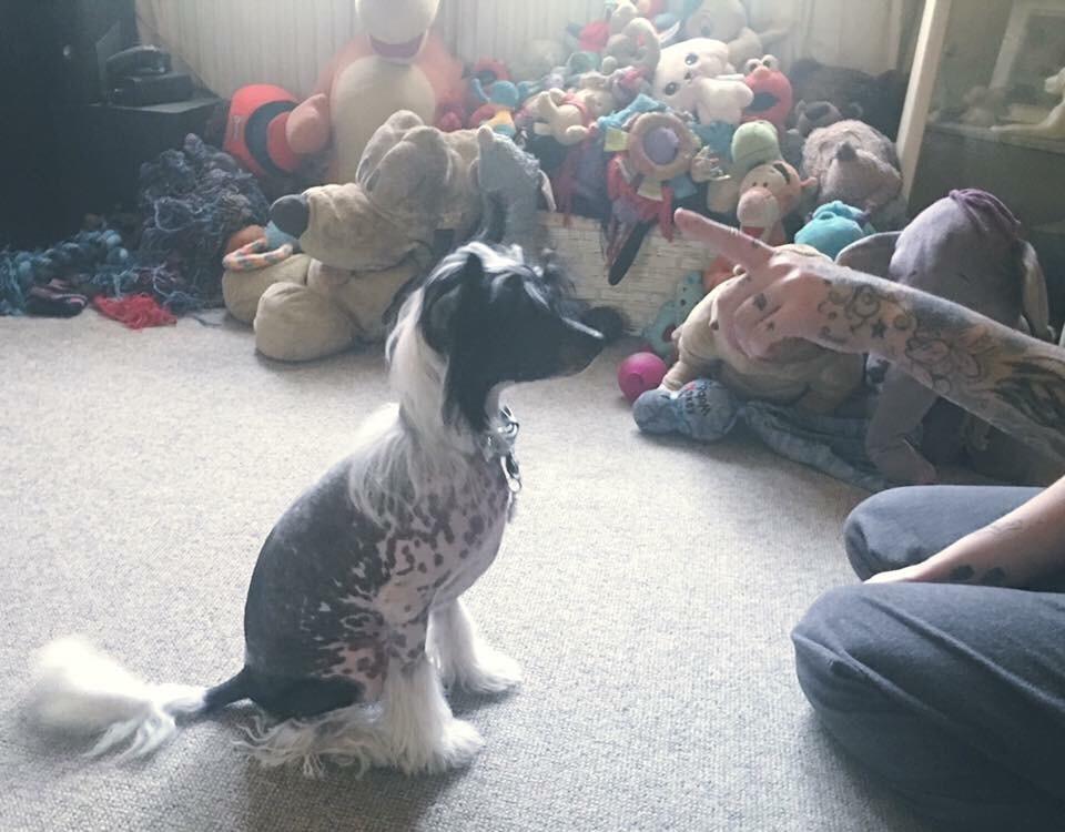 Chinese crested hårløs Jax billede 8