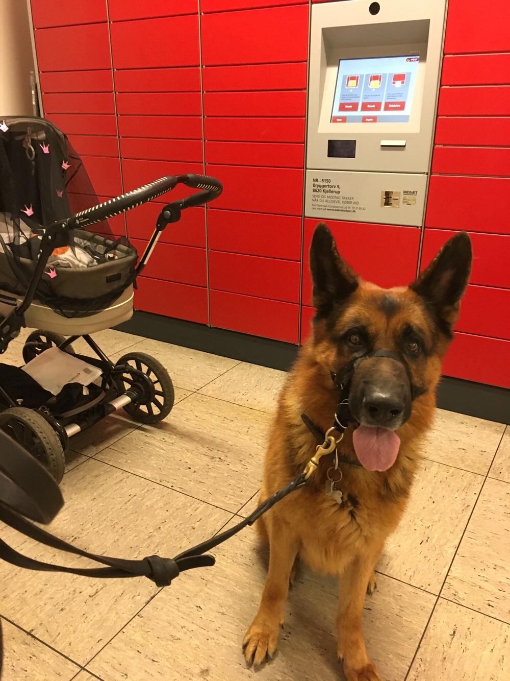 Schæferhund Egåens Darko billede 3