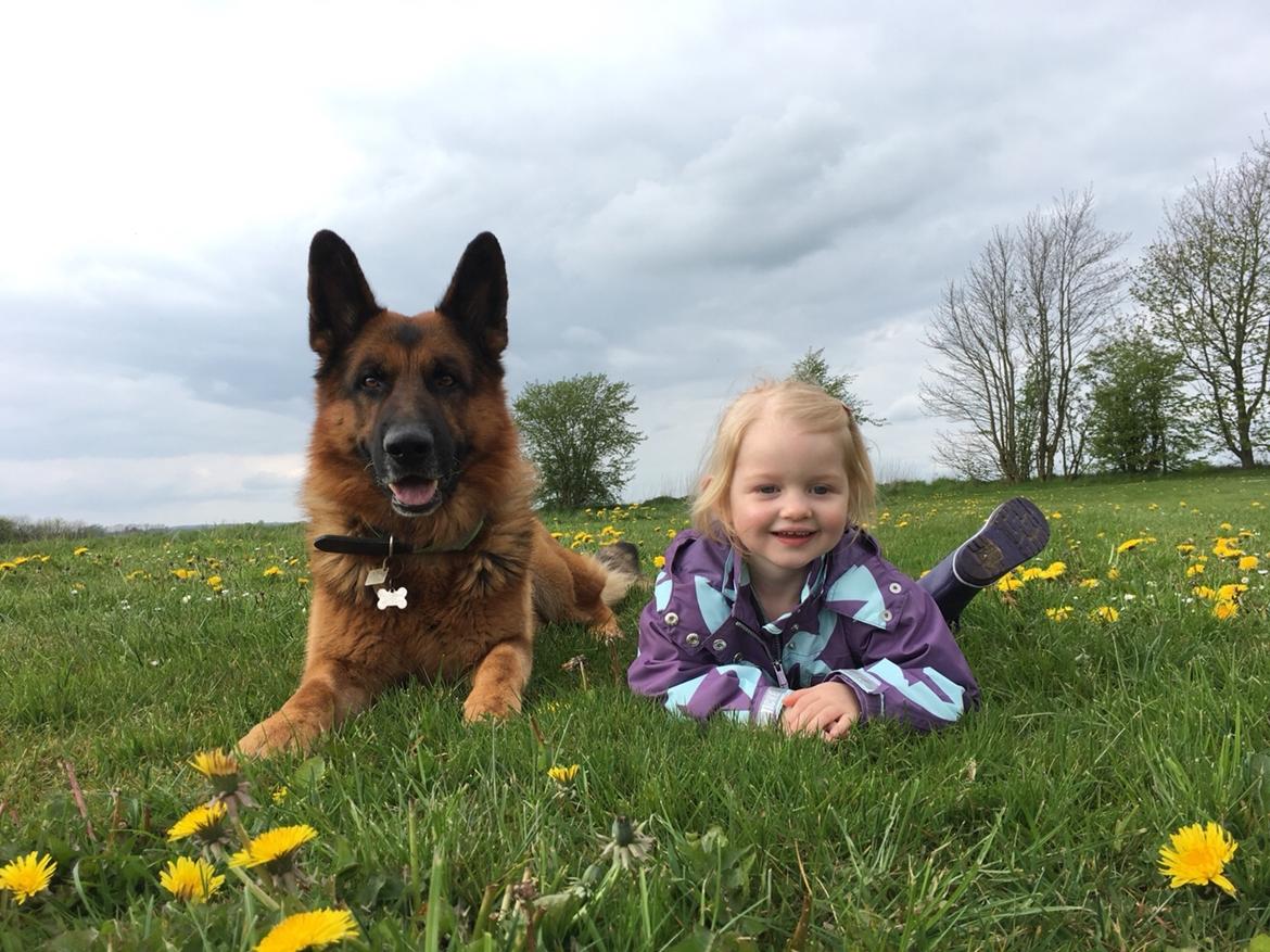 Schæferhund Egåens Darko billede 5