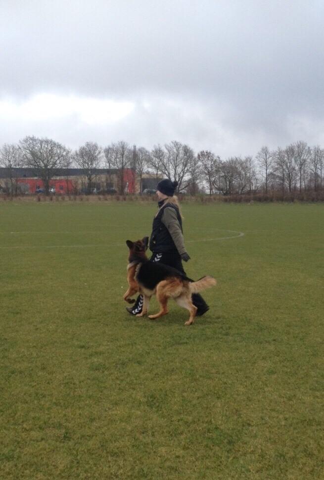 Schæferhund Egåens Darko billede 7