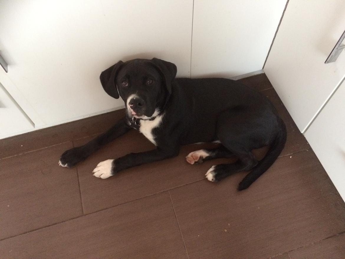 Blanding af racer Sigurd billede 11