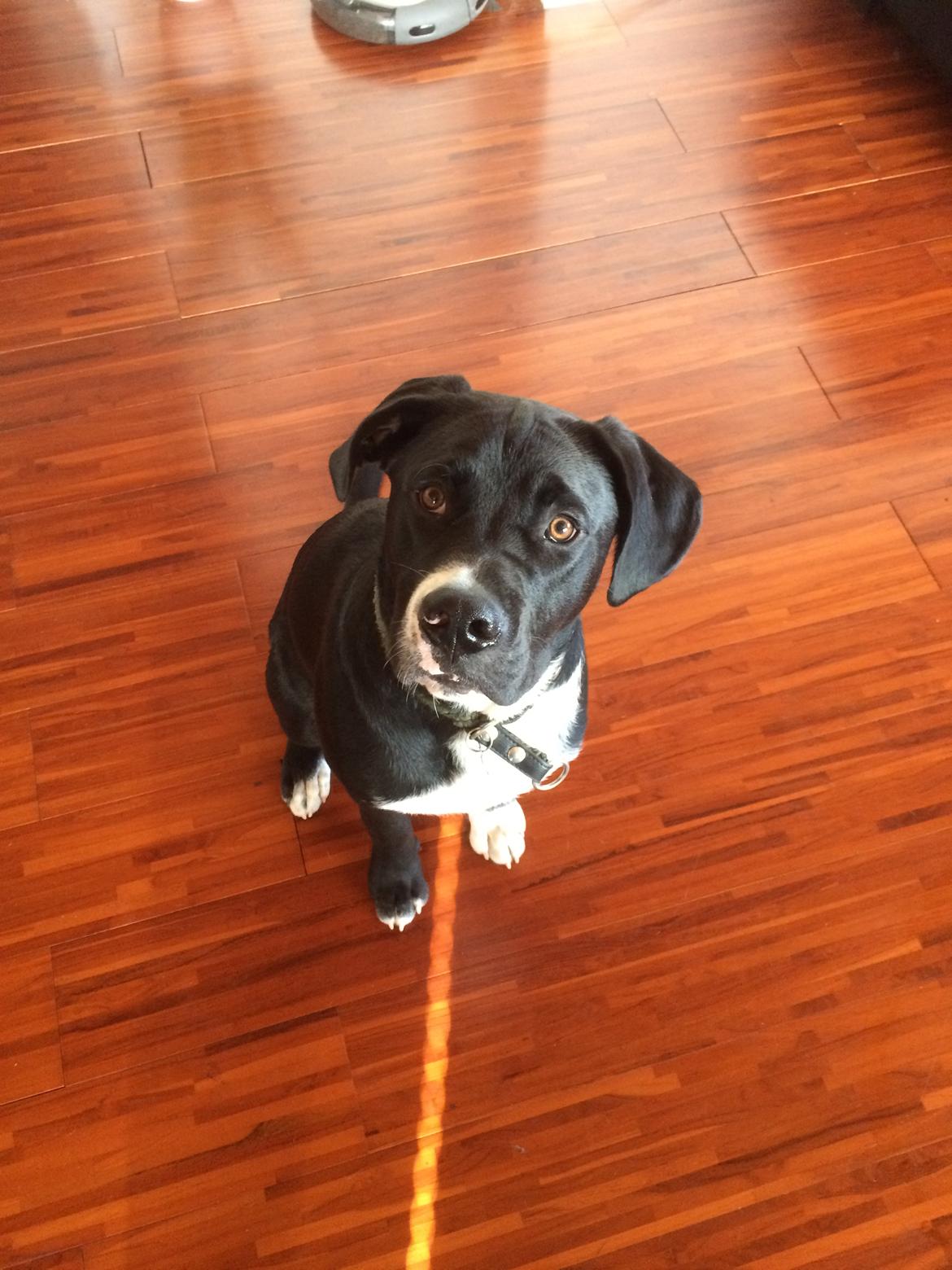 Blanding af racer Sigurd billede 1