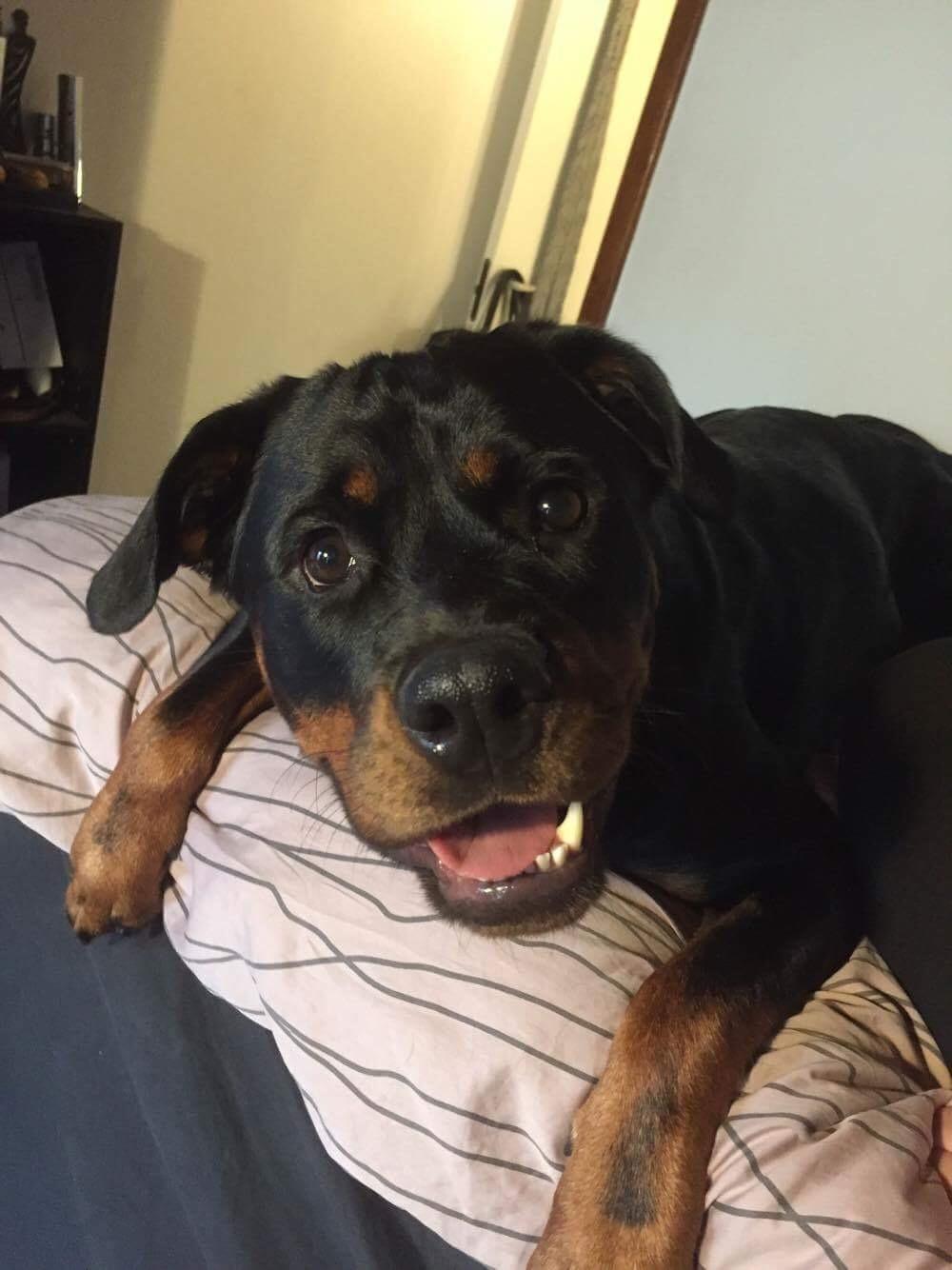 Rottweiler Molly billede 6