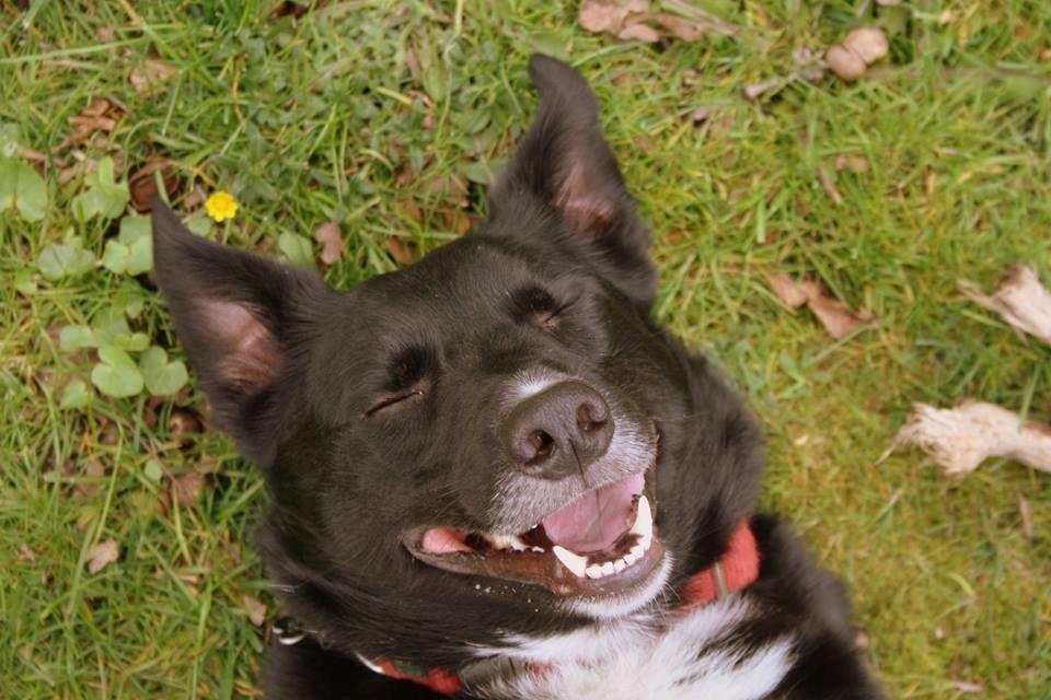 Border collie Hubert billede 28