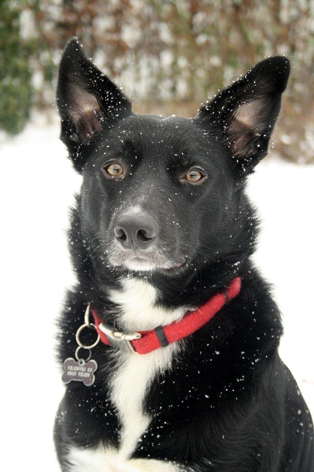 Border collie Hubert billede 30