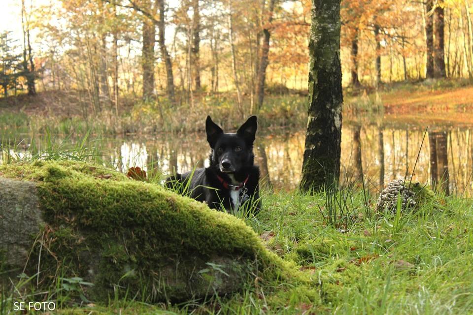 Border collie Hubert billede 31