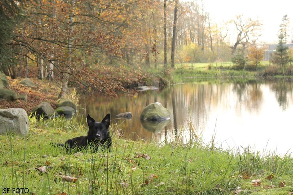 Border collie Hubert billede 32