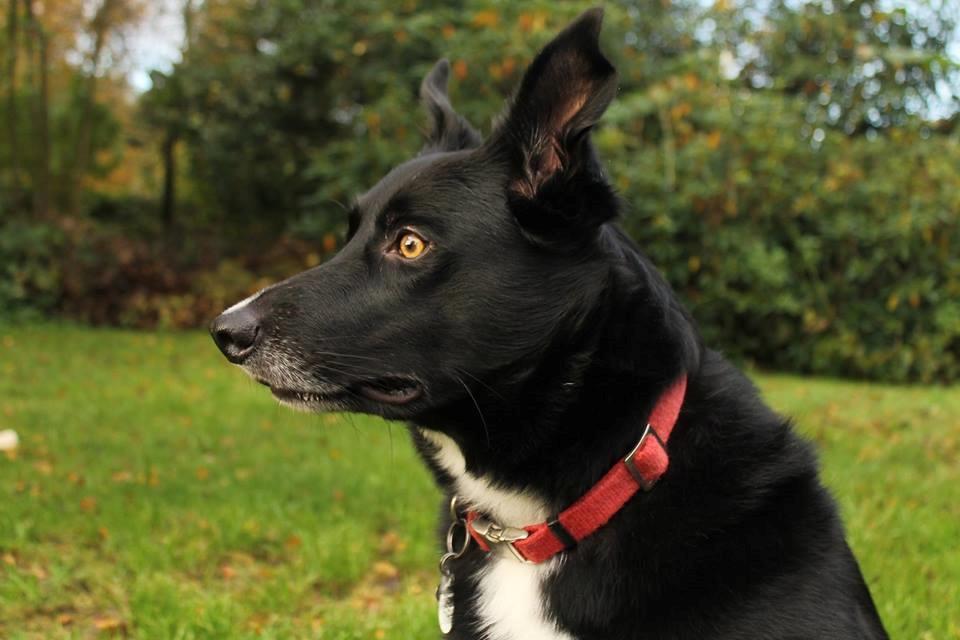 Border collie Hubert billede 33