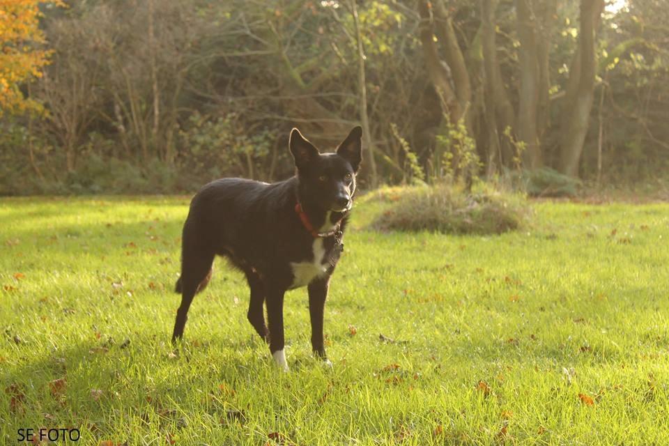 Border collie Hubert billede 29