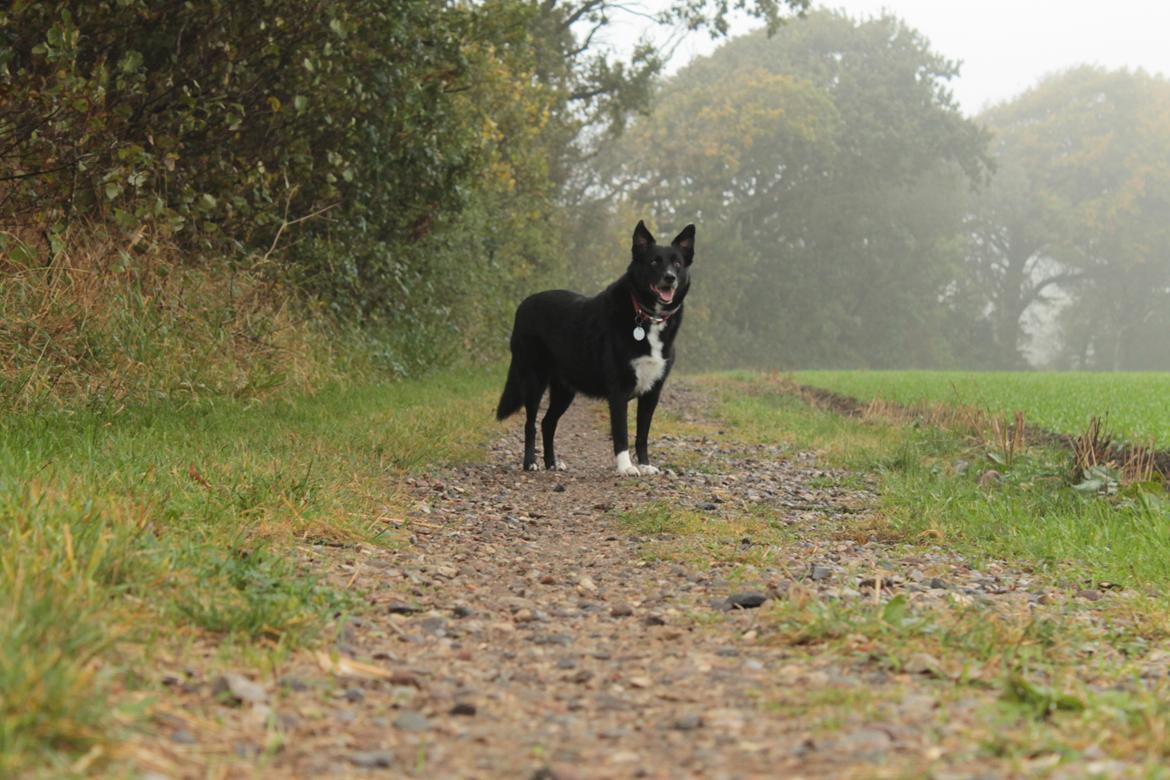 Border collie Hubert billede 35