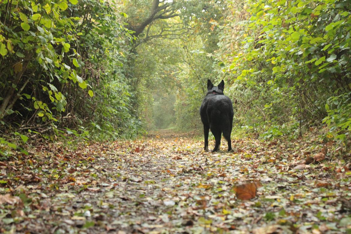 Border collie Hubert billede 37