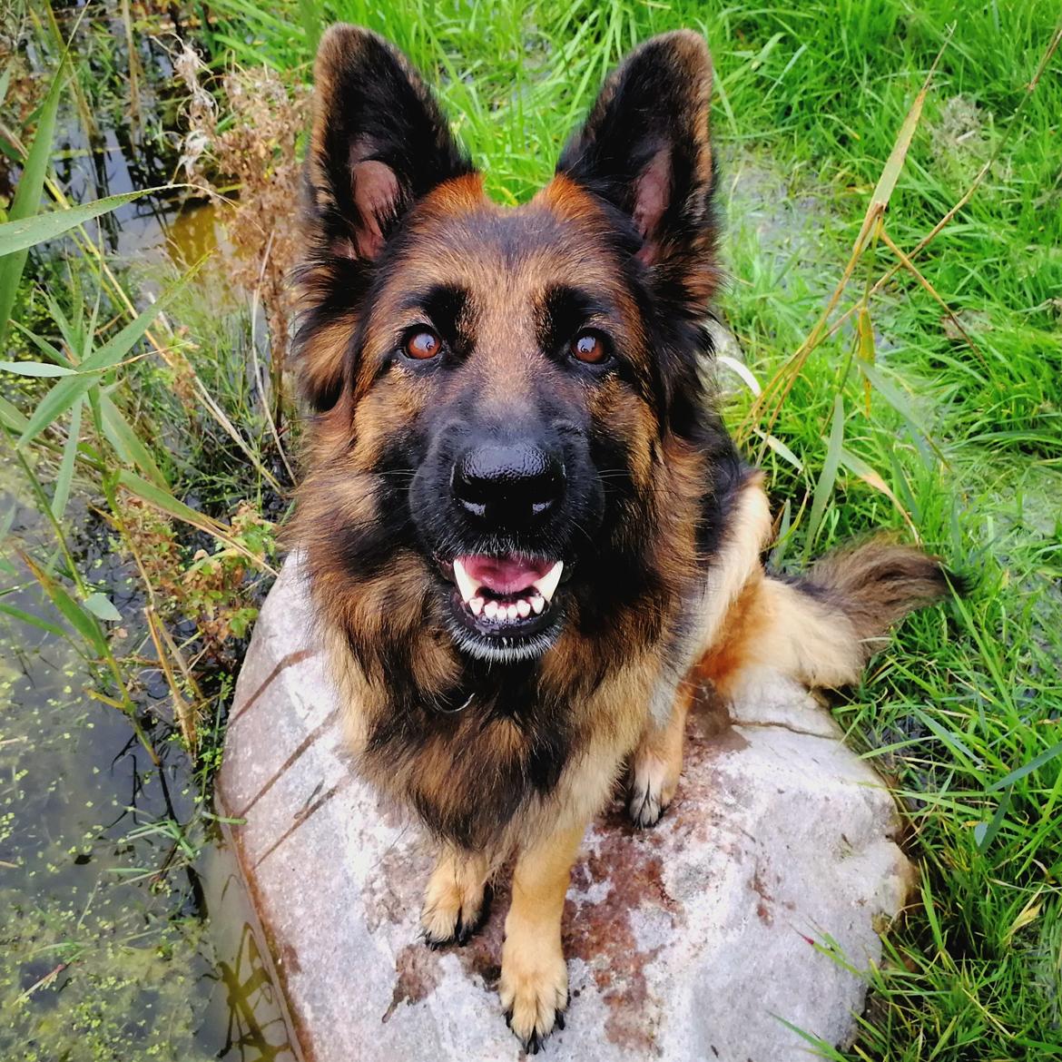 Schæferhund Vestegnen's Ciba billede 5