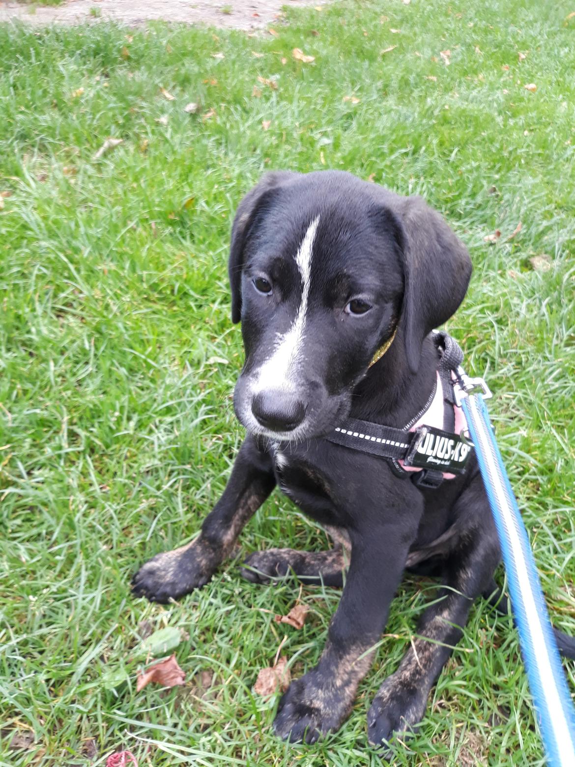 Blanding af racer Charlie - Første gang til hvalpetræning billede 2