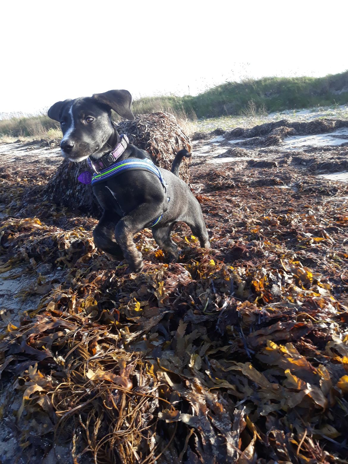 Blanding af racer Charlie - Yiipiii.. Her kommer jeg!!  billede 3