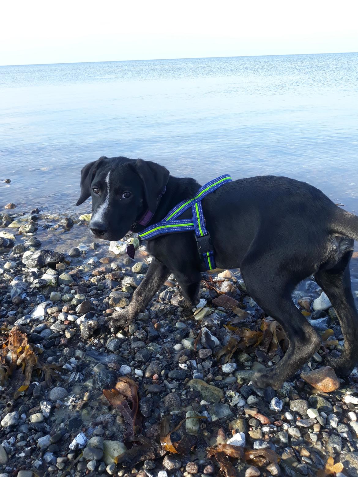 Blanding af racer Charlie - Sagde du noget mor?  billede 4