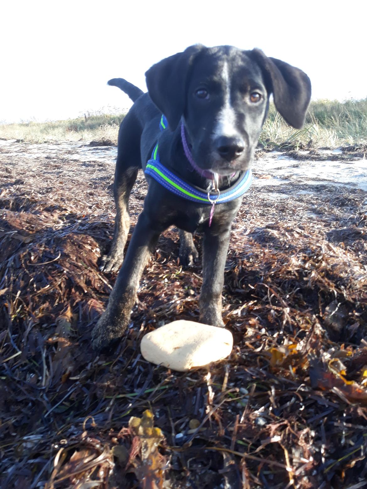 Blanding af racer Charlie - Jeg fandt mig lige en fin sten.  billede 5