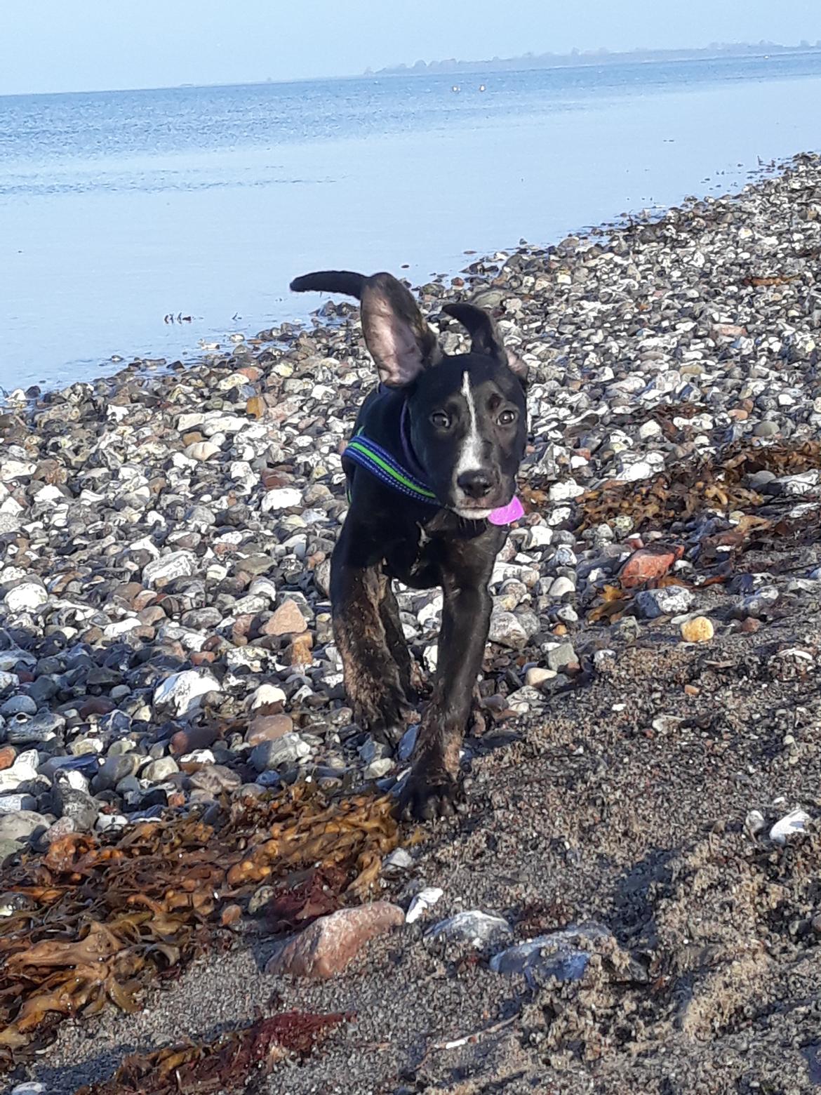 Blanding af racer Charlie - Ja, ja nu kommer jeg..  billede 6