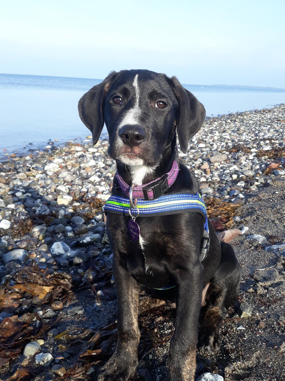 Blanding af racer Charlie - Velkommen til min profil billede 1