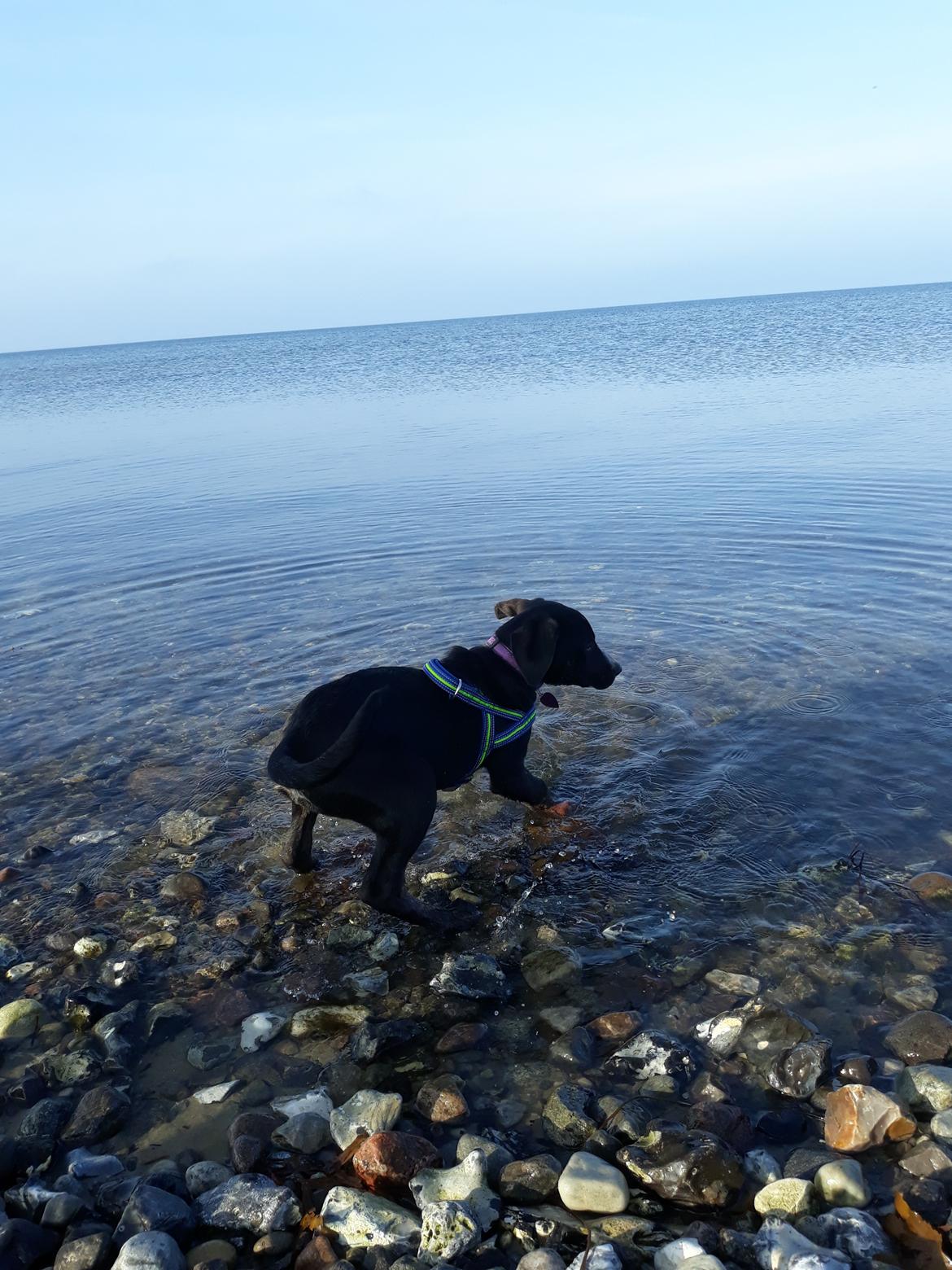 Blanding af racer Charlie - Første gang ved stranden.. Det der vand var noget underligt noget.  billede 7