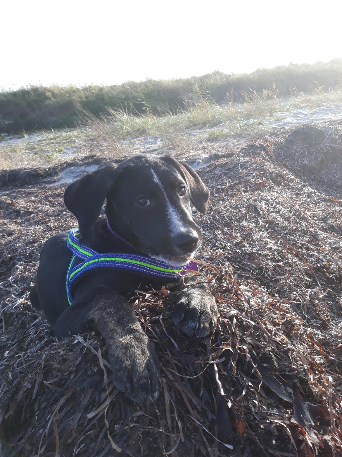 Blanding af racer Charlie - Nyder efterårssolen i en bunke tang.  billede 8