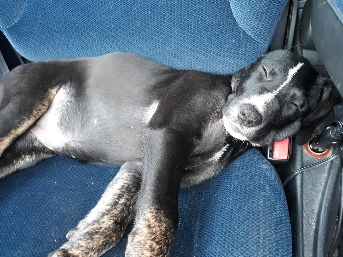 Blanding af racer Charlie - Elsker at tage fars plads på passagersædet, når jeg kører alene med mor.  billede 9