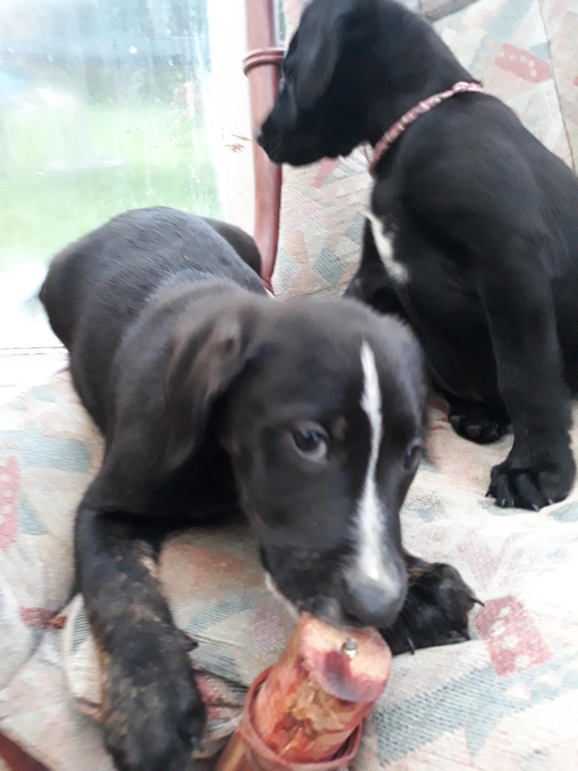 Blanding af racer Charlie - Moooar.. Jeg gør ikke noget..  billede 10