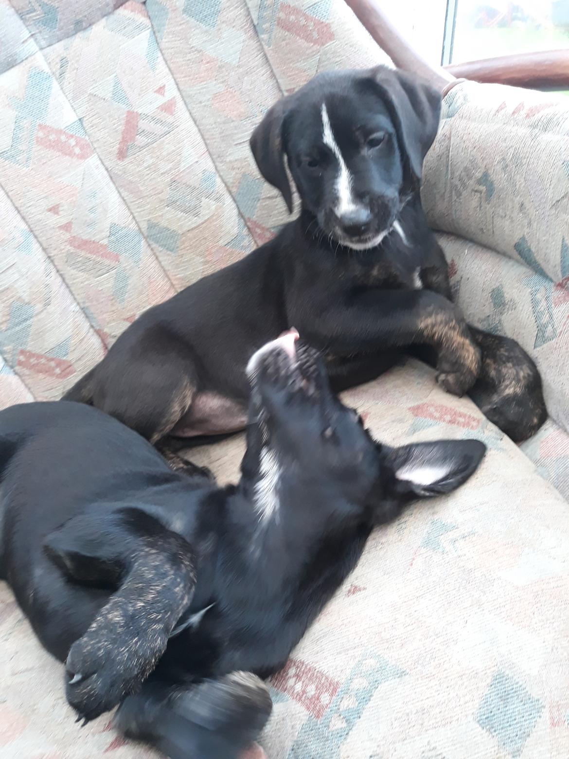 Blanding af racer Charlie - Hygger med søster Athena.  billede 11