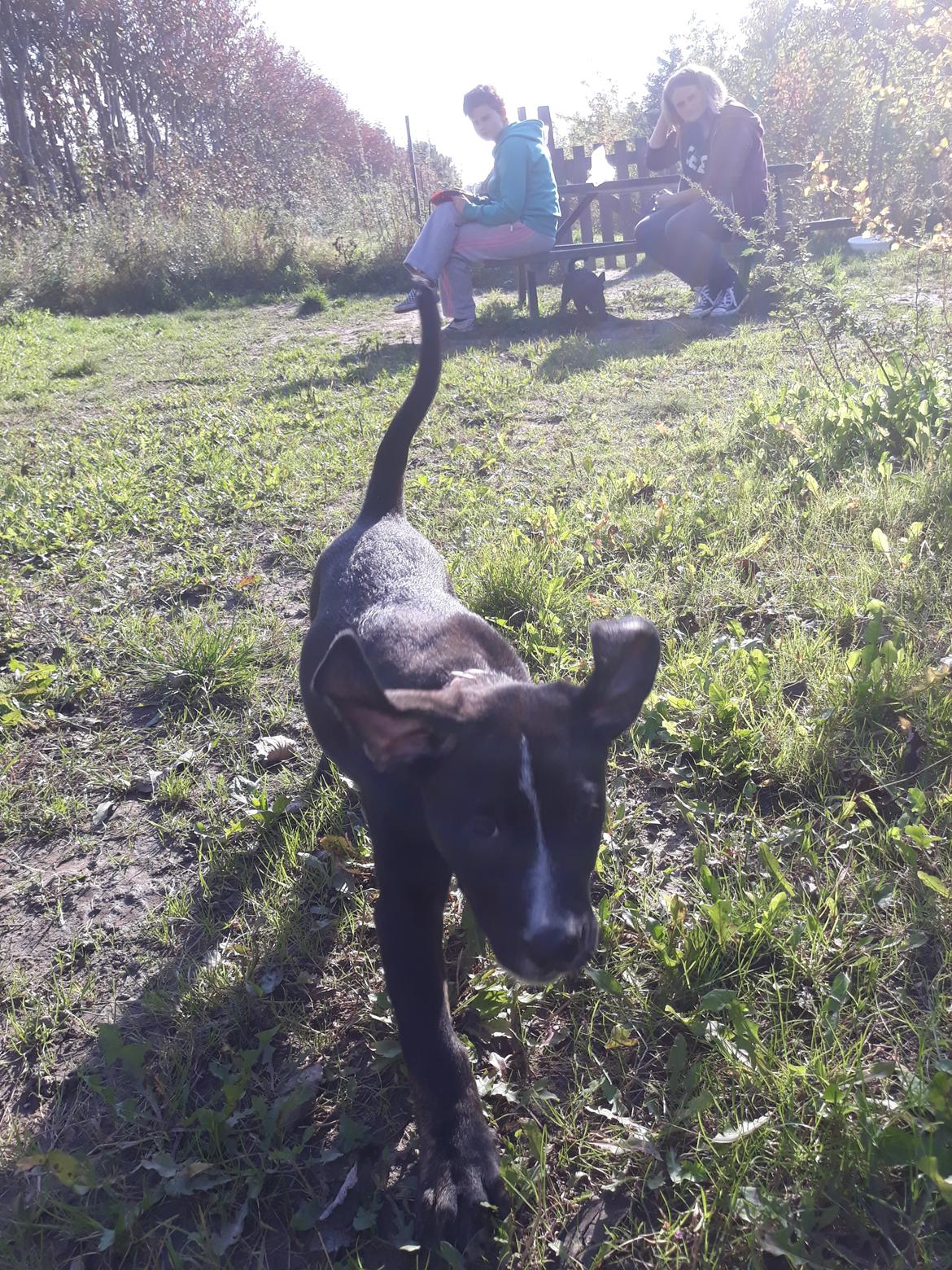 Blanding af racer Charlie - Flyveører.  billede 13