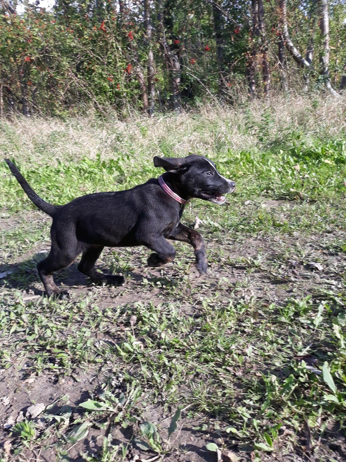 Blanding af racer Charlie - Hvad skal der på?? Der skal faaart pååå...  billede 15