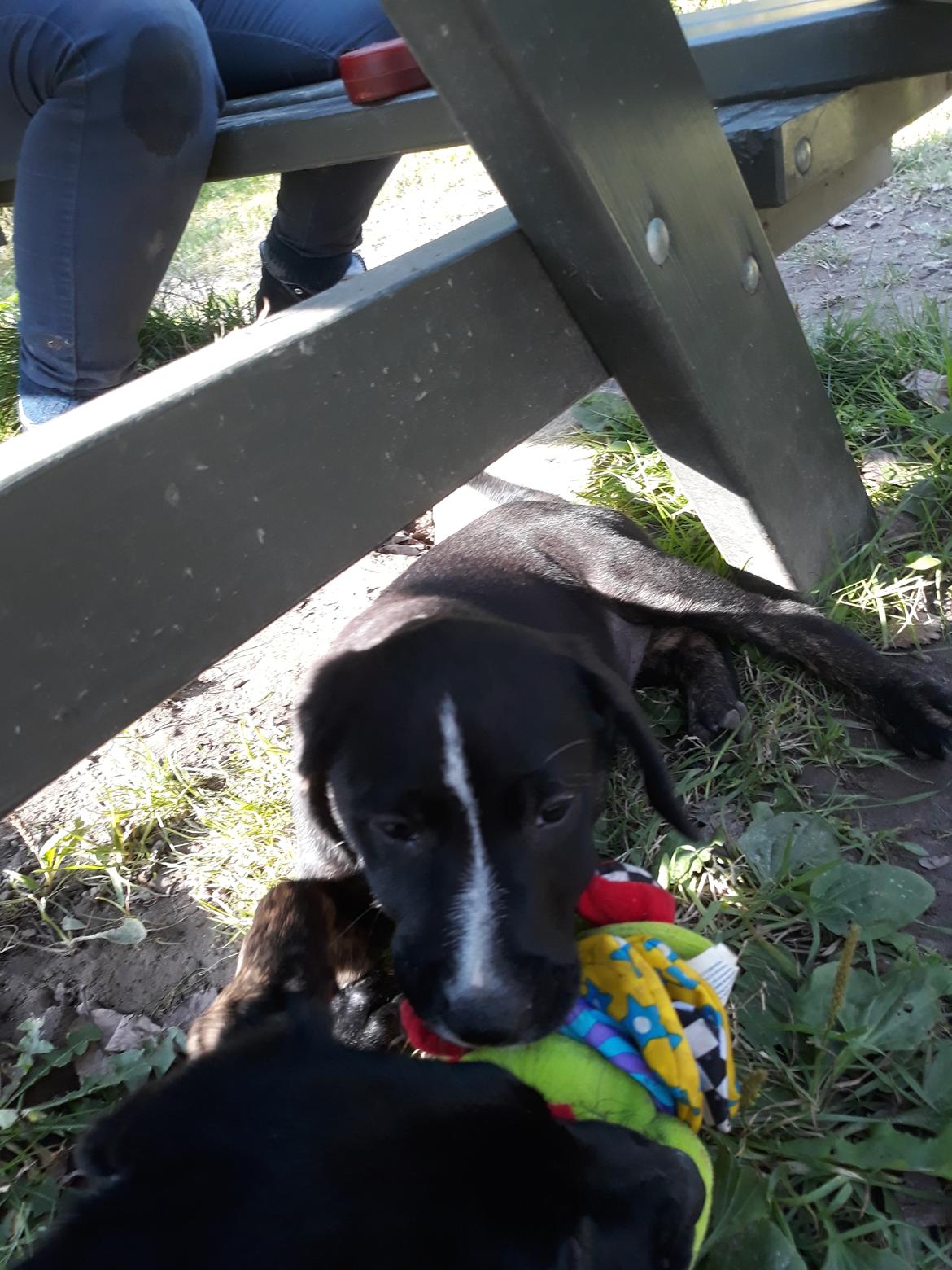 Blanding af racer Charlie - Tager en slapper med mit legetøj, i hundeskoven.  billede 14