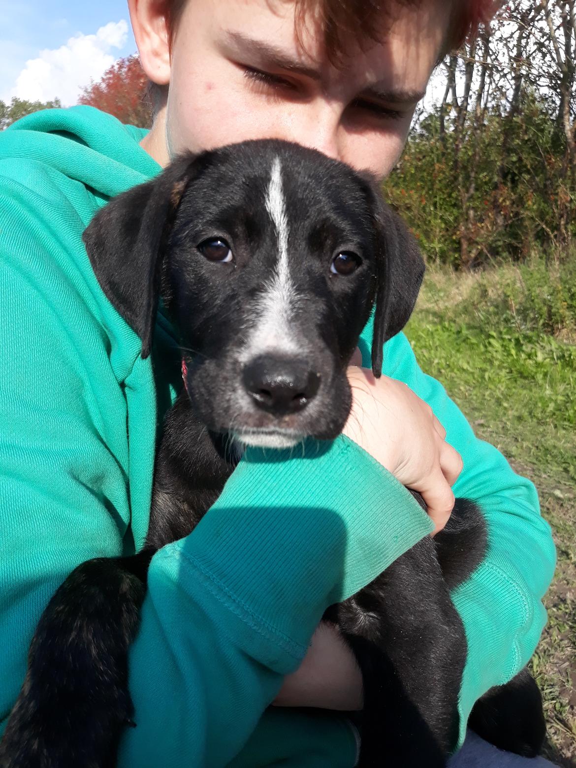 Blanding af racer Charlie - Sidder og hygger..  billede 16