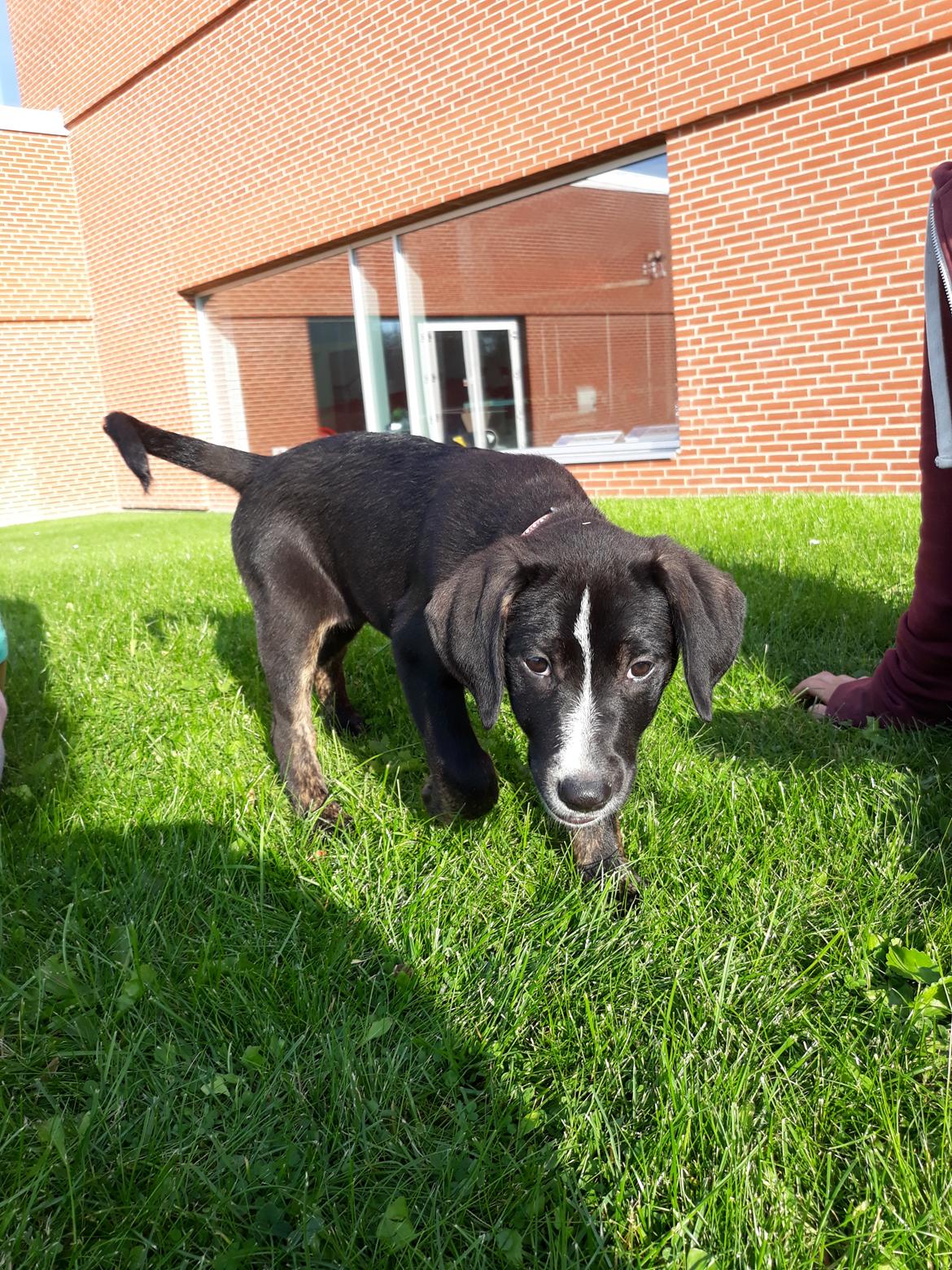 Blanding af racer Charlie - Lunter bare lidt rundt..  billede 17