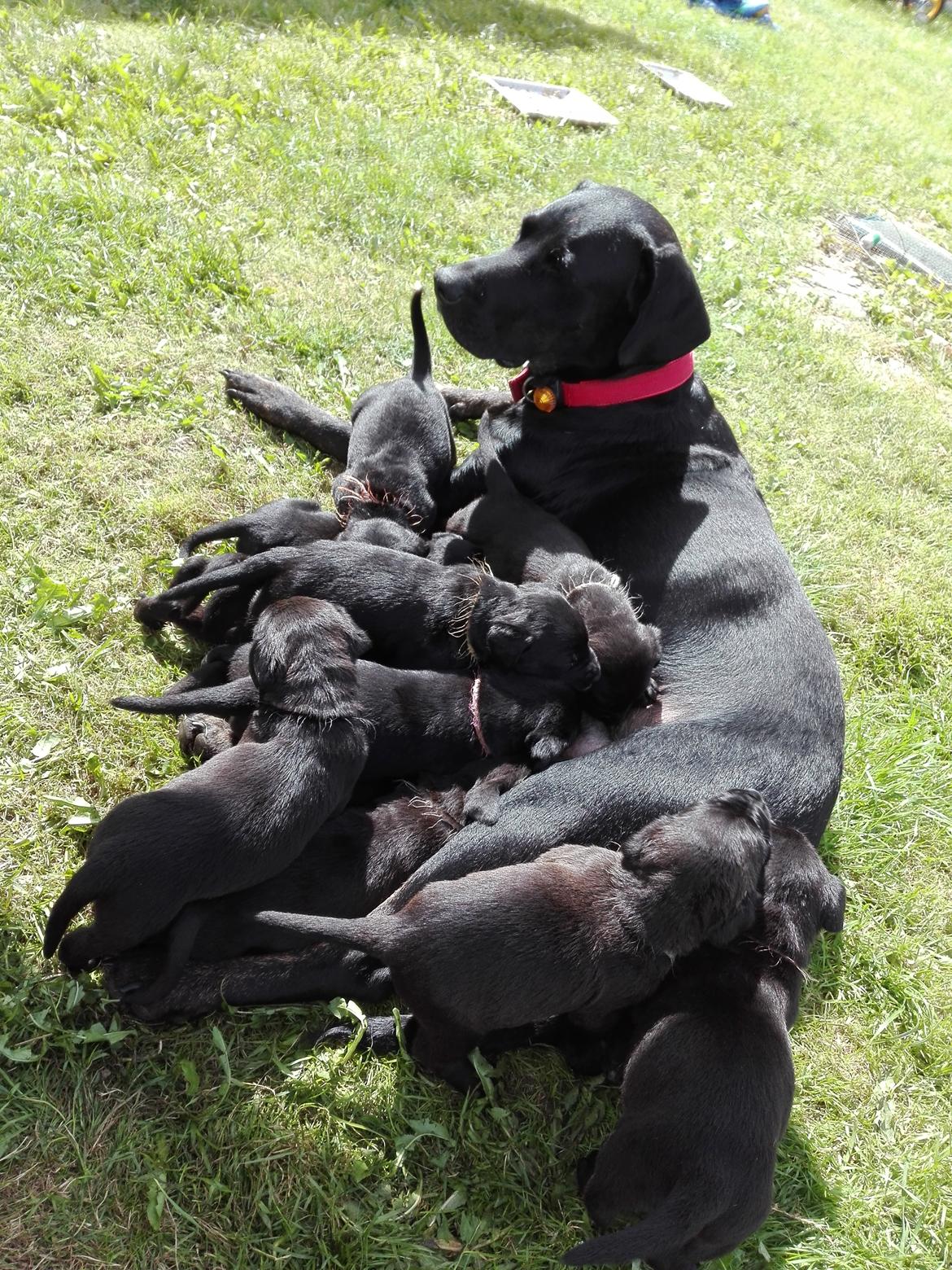 Blanding af racer Charlie - Så er det madtid..  billede 21