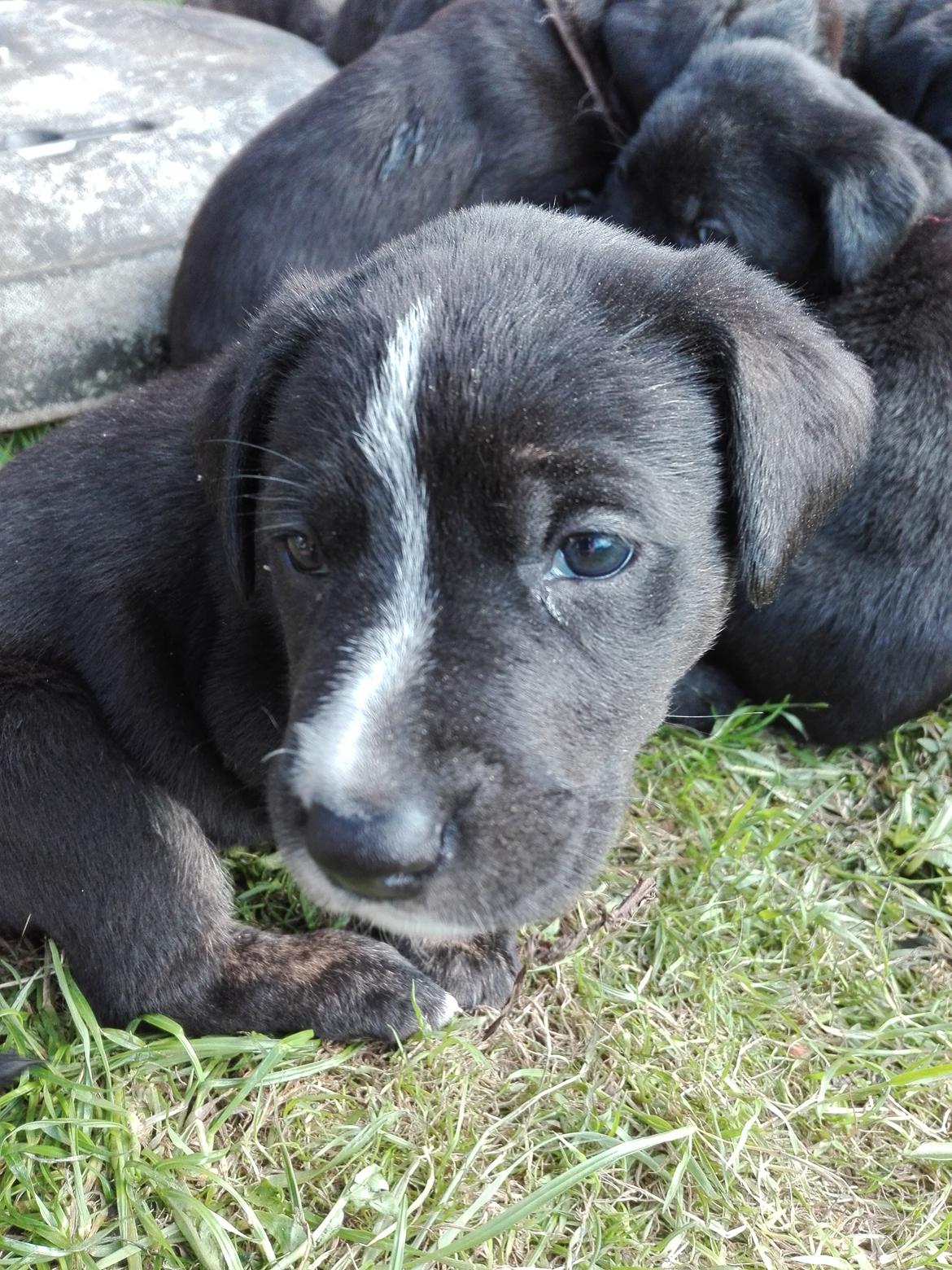 Blanding af racer Charlie - Jeg er da liidt kær?  billede 22