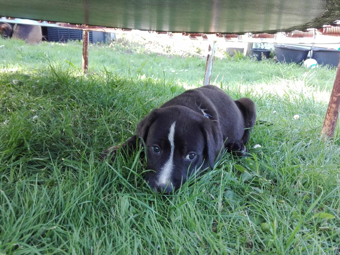 Blanding af racer Charlie - Gemmer mig her i græsset, under trampolinen.  billede 26