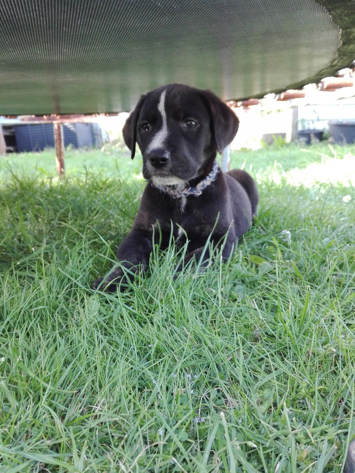 Blanding af racer Charlie - Der er dejlig skygge, her under trampolinen.  billede 27