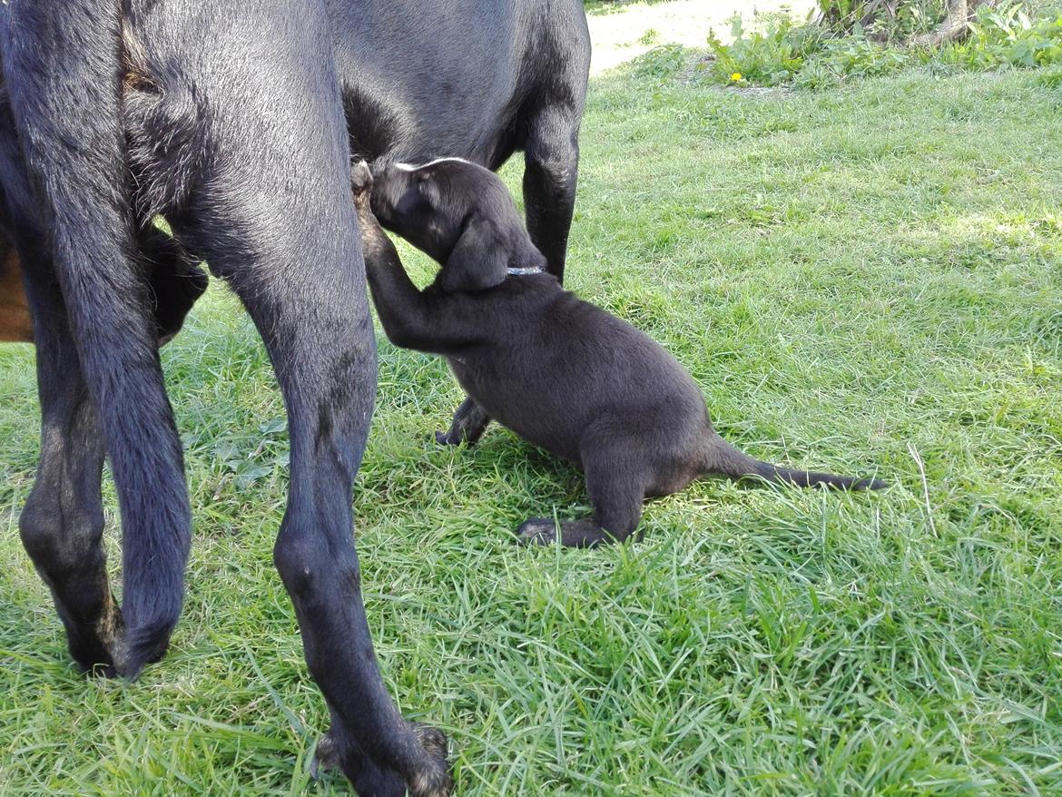 Blanding af racer Charlie - Uuuhm... Hele mælkebaren for mig selv..  billede 18