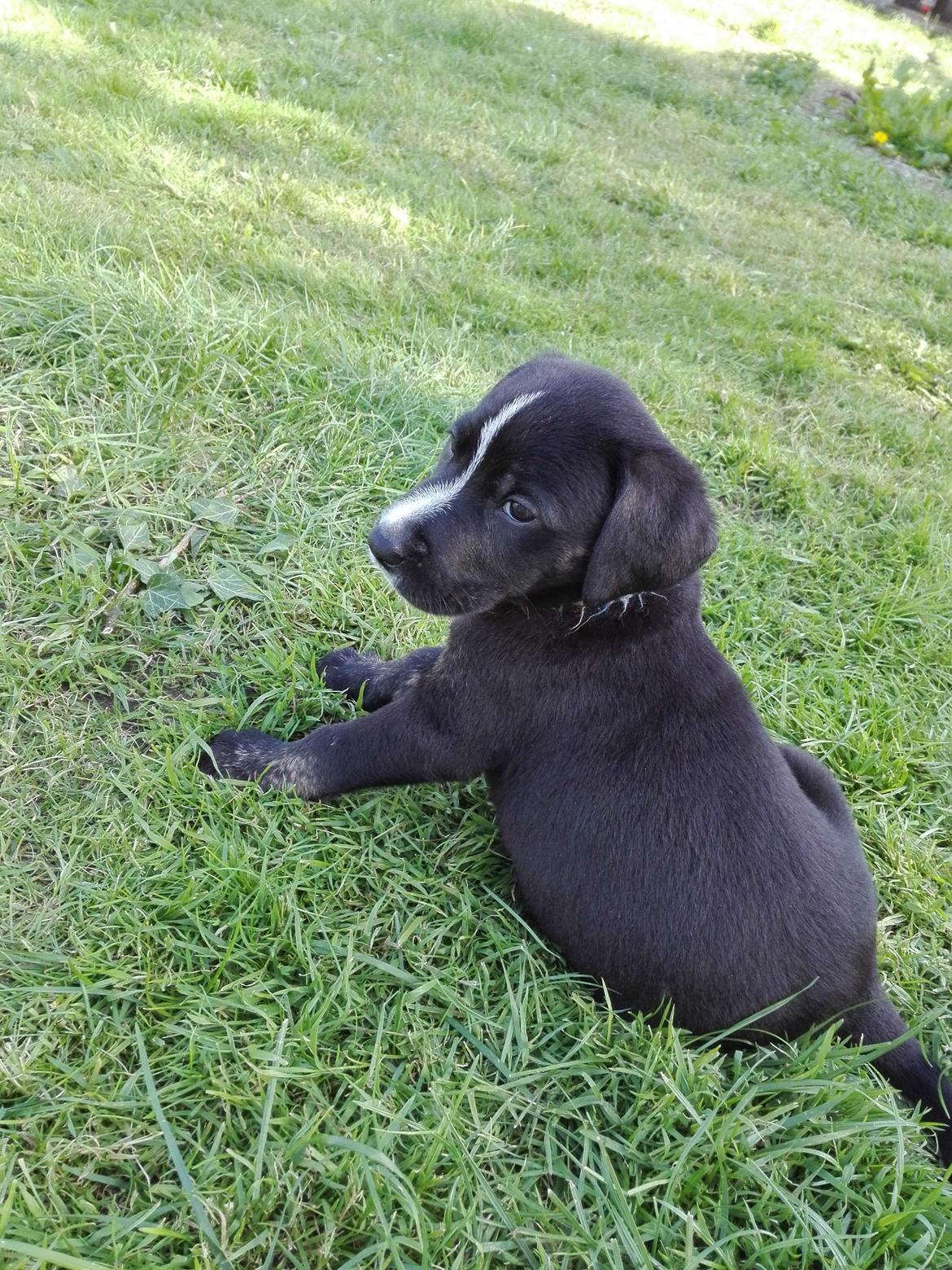 Blanding af racer Charlie - Holder øje med hvad mine søskende laver..  billede 19
