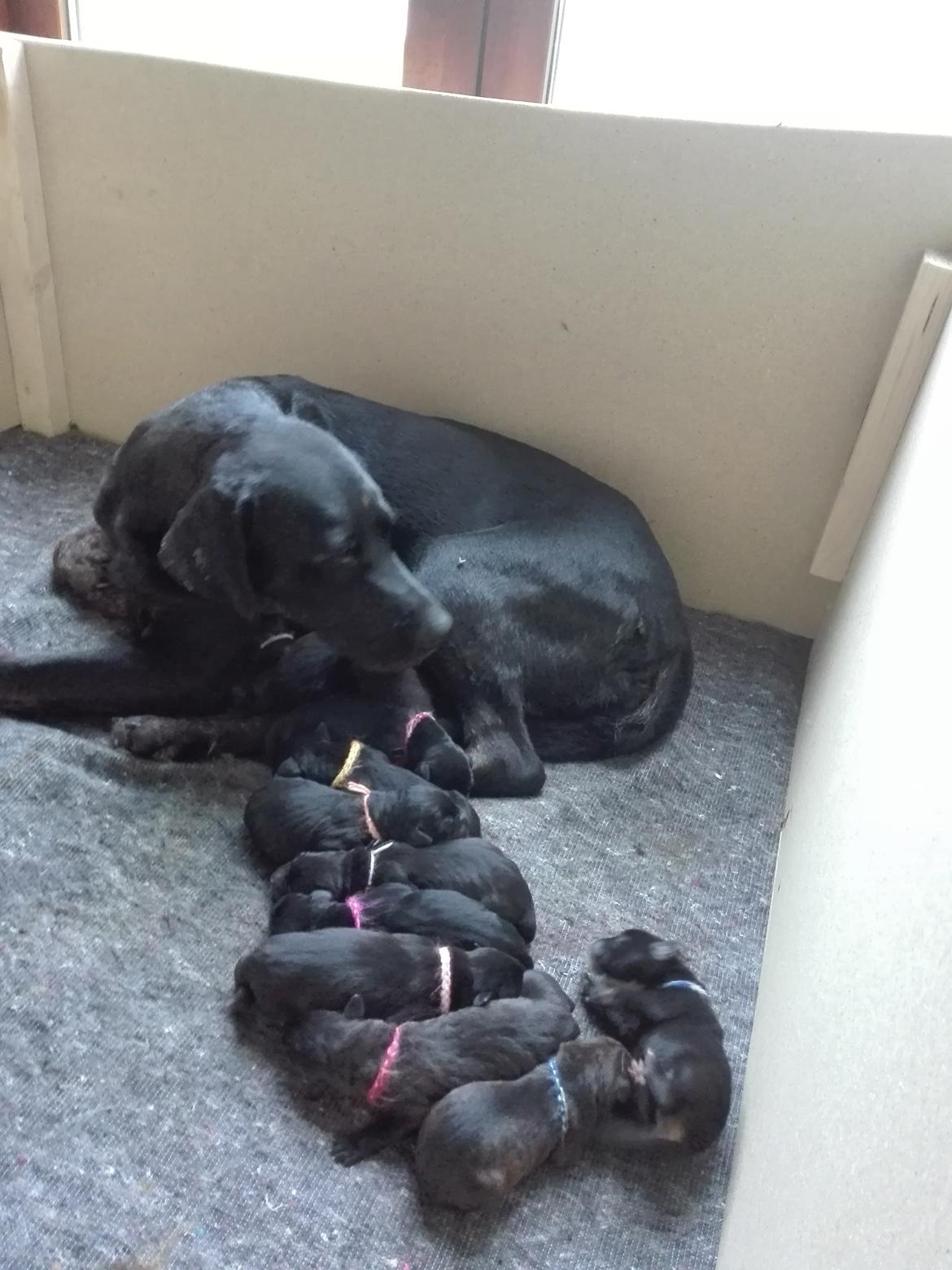 Blanding af racer Charlie - 1 dag gammel, sammen med min mor og mine søskende. <3  billede 23
