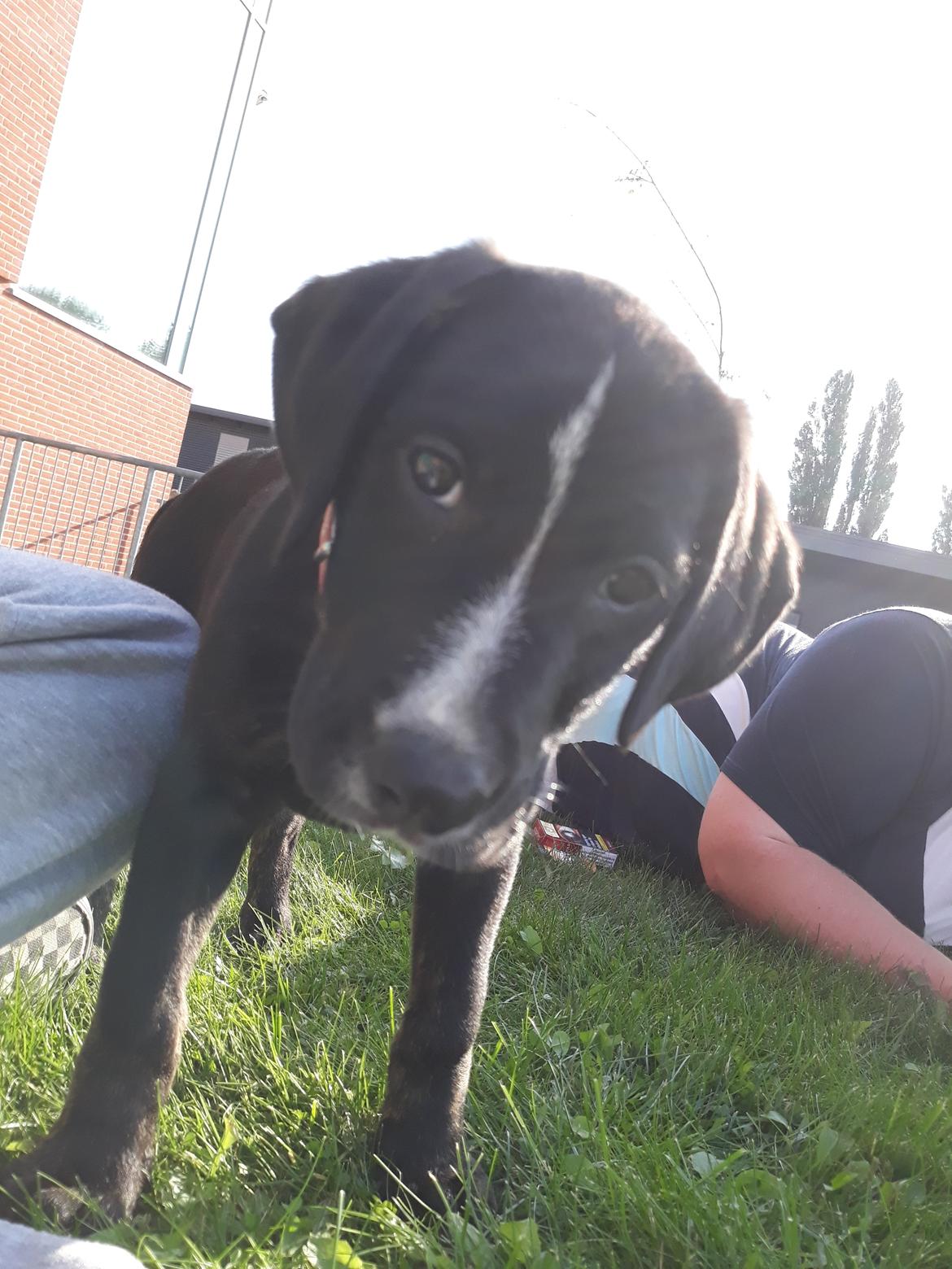 Blanding af racer Charlie - Hygge hejsa.  billede 24